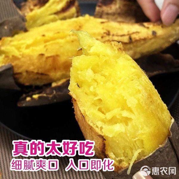 榴莲蜜薯火山地质玛莎莉糖心番薯 直供商超、电商、烤薯店、工厂